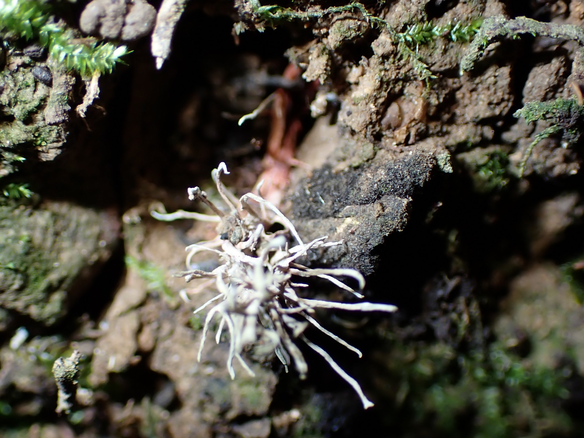 緑粉赤柄の冬虫夏草 の高画質写真です。横浜市で、2024年8月25日に撮影したものです。