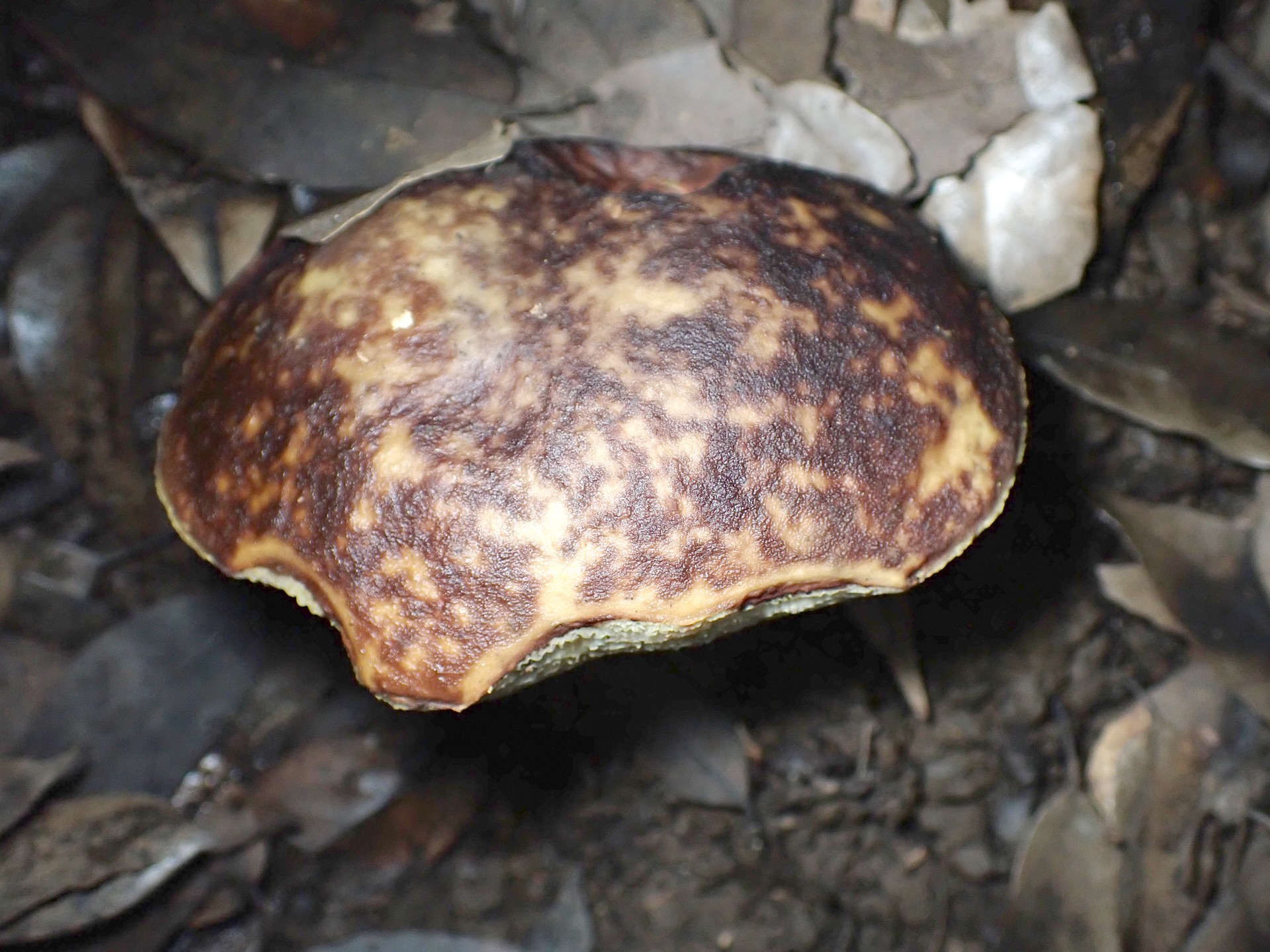 ムラサキヤマドリタケ の高画質写真です。横浜市で、2024年8月28日に撮影したものです。