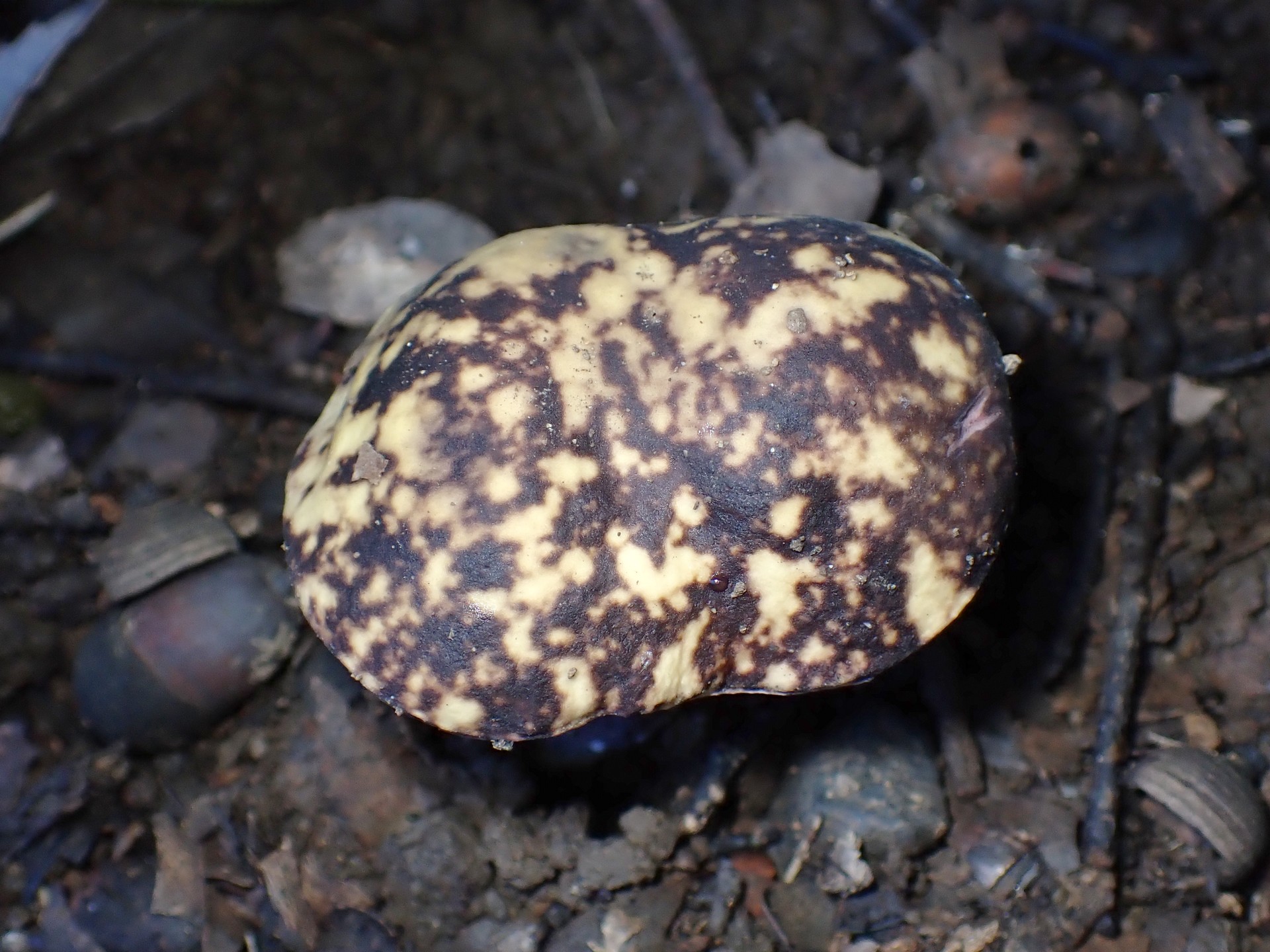 ムラサキヤマドリタケ の高画質写真です。横浜市で、2024年8月28日に撮影したものです。