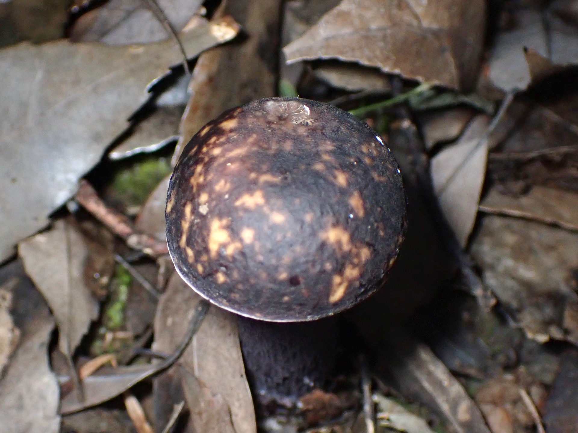 ムラサキヤマドリタケ の高画質写真です。横浜市で、2024年8月28日に撮影したものです。