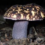 ムラサキヤマドリタケ の高画質写真です。横浜市で、2024年8月28日に撮影したものです。