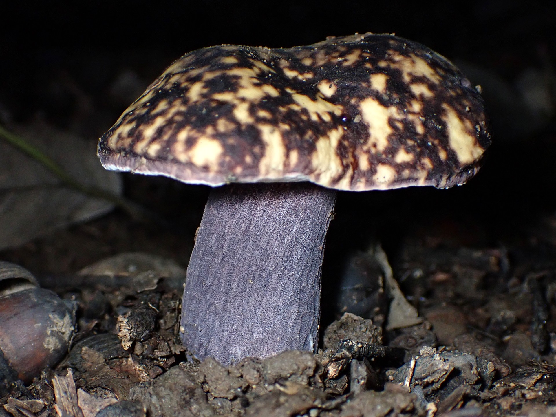 ムラサキヤマドリタケ の高画質写真です。横浜市で、2024年8月28日に撮影したものです。