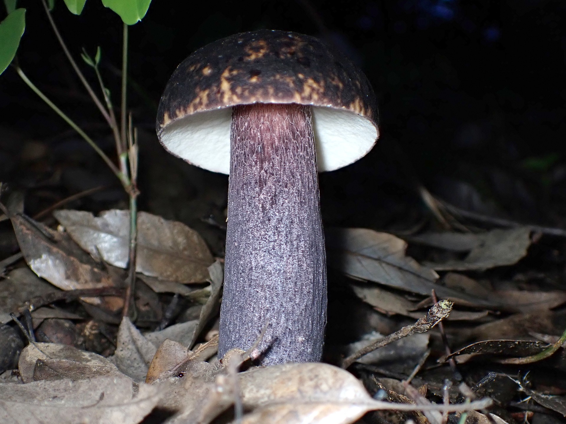 ムラサキヤマドリタケ の高画質写真です。横浜市で、2024年8月28日に撮影したものです。