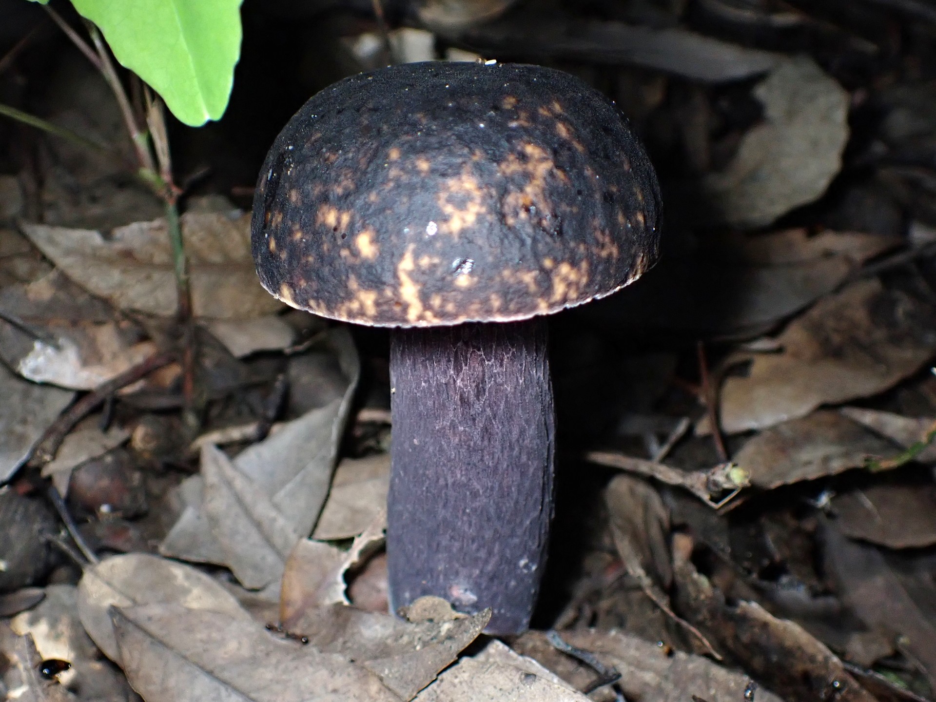 ムラサキヤマドリタケ の高画質写真です。横浜市で、2024年8月28日に撮影したものです。