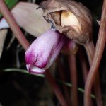 ナンバンギセル の高画質写真です。横浜市で、2024年8月25日に撮影したものです。