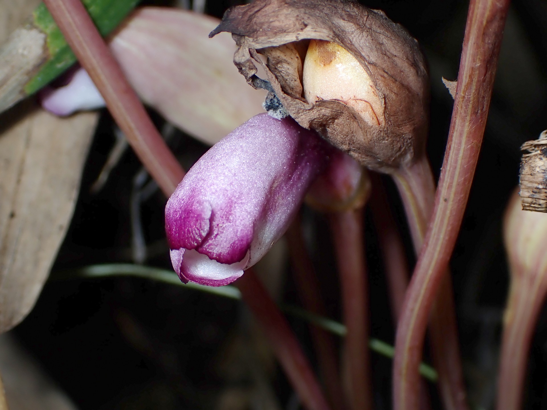 ナンバンギセル の高画質写真です。横浜市で、2024年8月25日に撮影したものです。