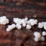 若い変形菌（粘菌） の高画質写真です。横浜市で、2024年8月28日に撮影したものです。