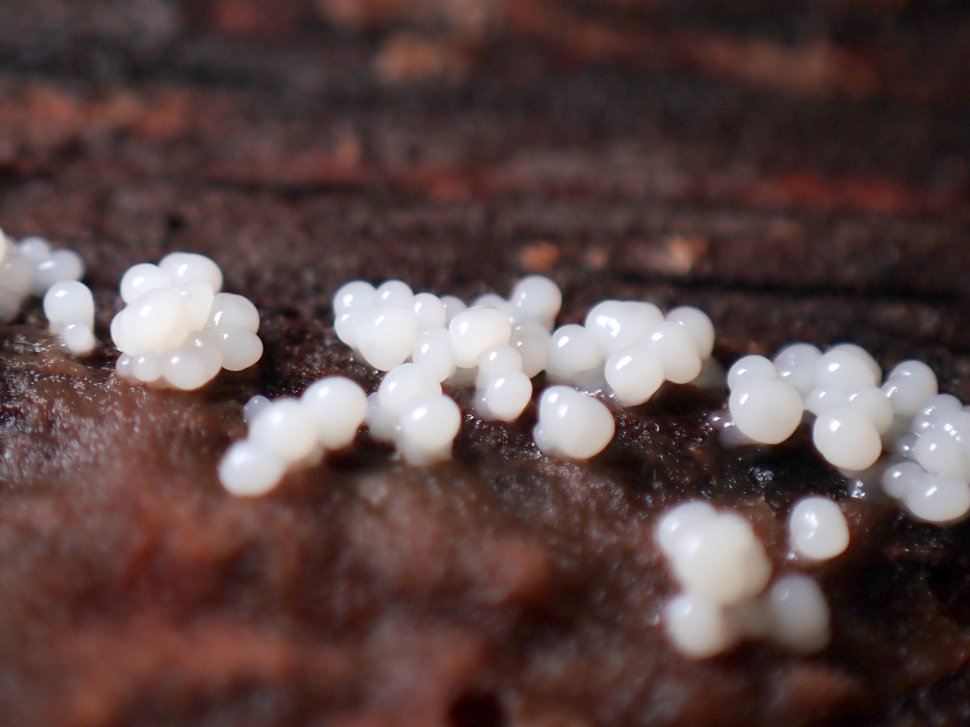 若い変形菌（粘菌） の高画質写真です。横浜市で、2024年8月28日に撮影したものです。