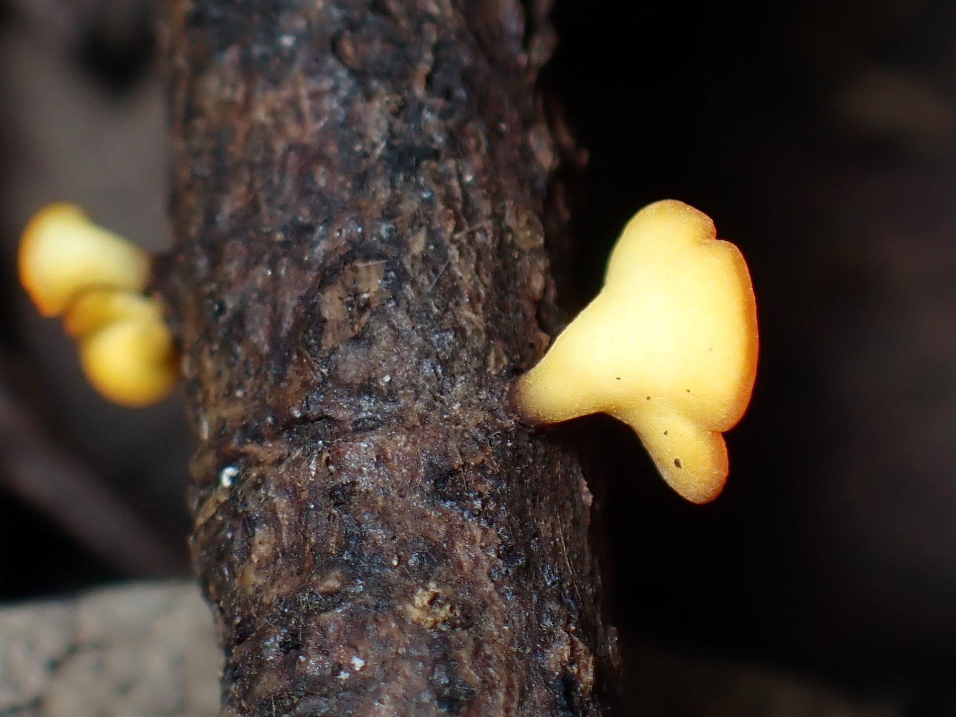 ニセキンカクアカビョウタケ の高画質写真です。横浜市で、2024年8月26日に撮影したものです。