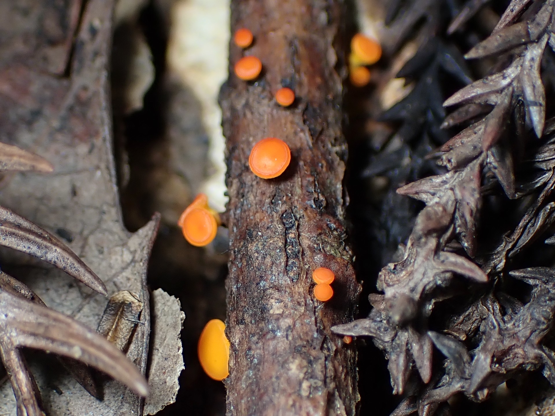 ニセキンカクアカビョウタケ の高画質写真です。横浜市で、2024年8月26日に撮影したものです。