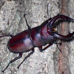 巨大ノコギリクワガタ の高画質写真です。横浜市で、2024年8月15日に撮影したものです。