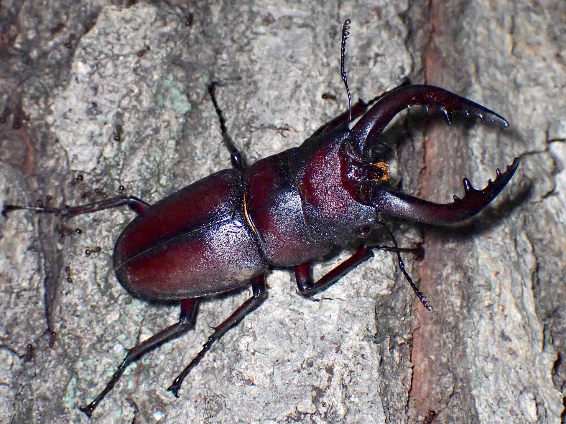 巨大ノコギリクワガタ の高画質写真です。横浜市で、2024年8月15日に撮影したものです。