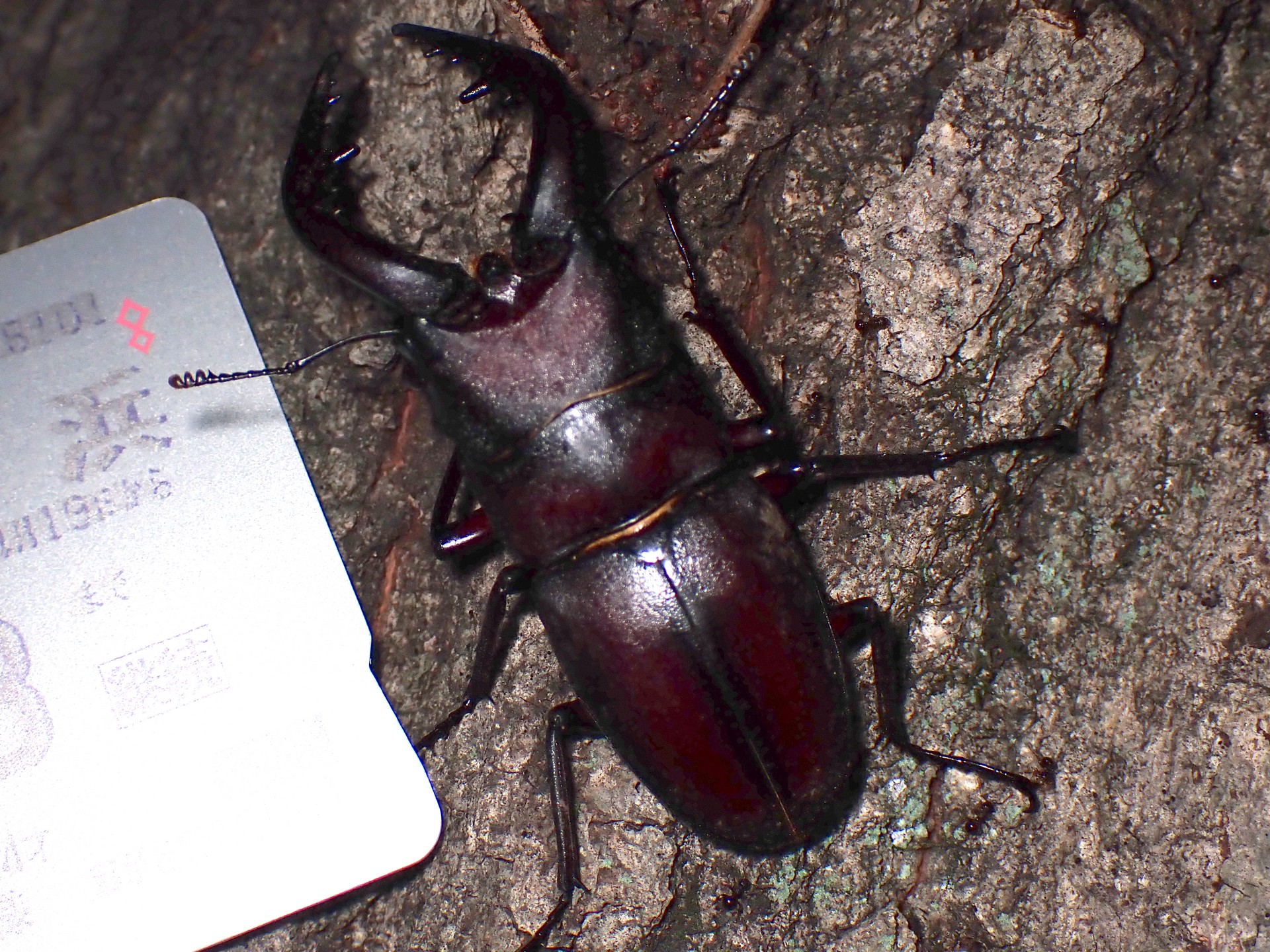 巨大ノコギリクワガタ の高画質写真です。横浜市で、2024年8月15日に撮影したものです。