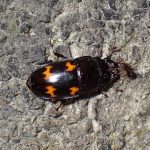 オビオオキノコの仲間 の高画質写真です。横浜市で、2024年8月1日に撮影したものです。