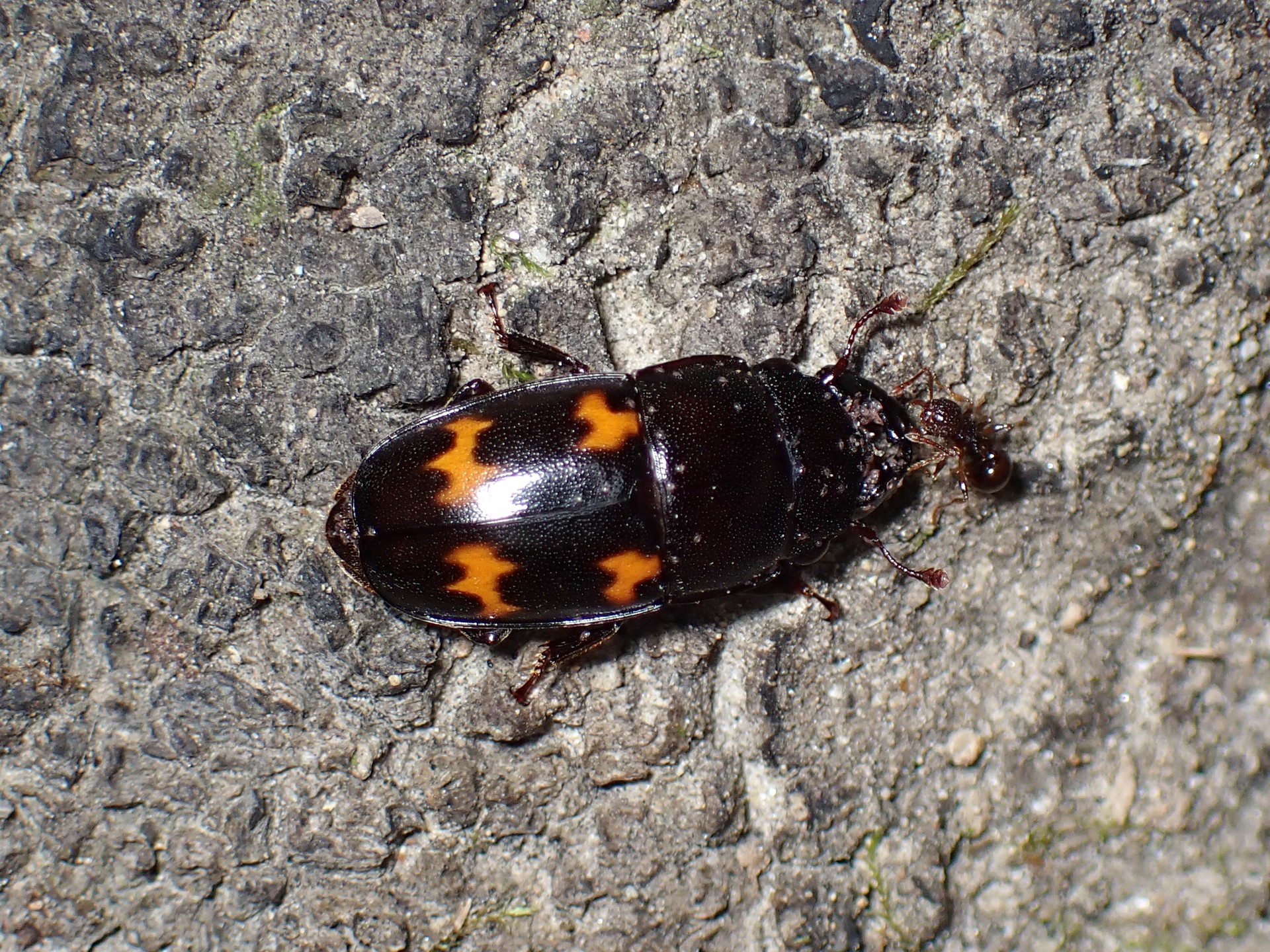 オビオオキノコの仲間 の高画質写真です。横浜市で、2024年8月1日に撮影したものです。