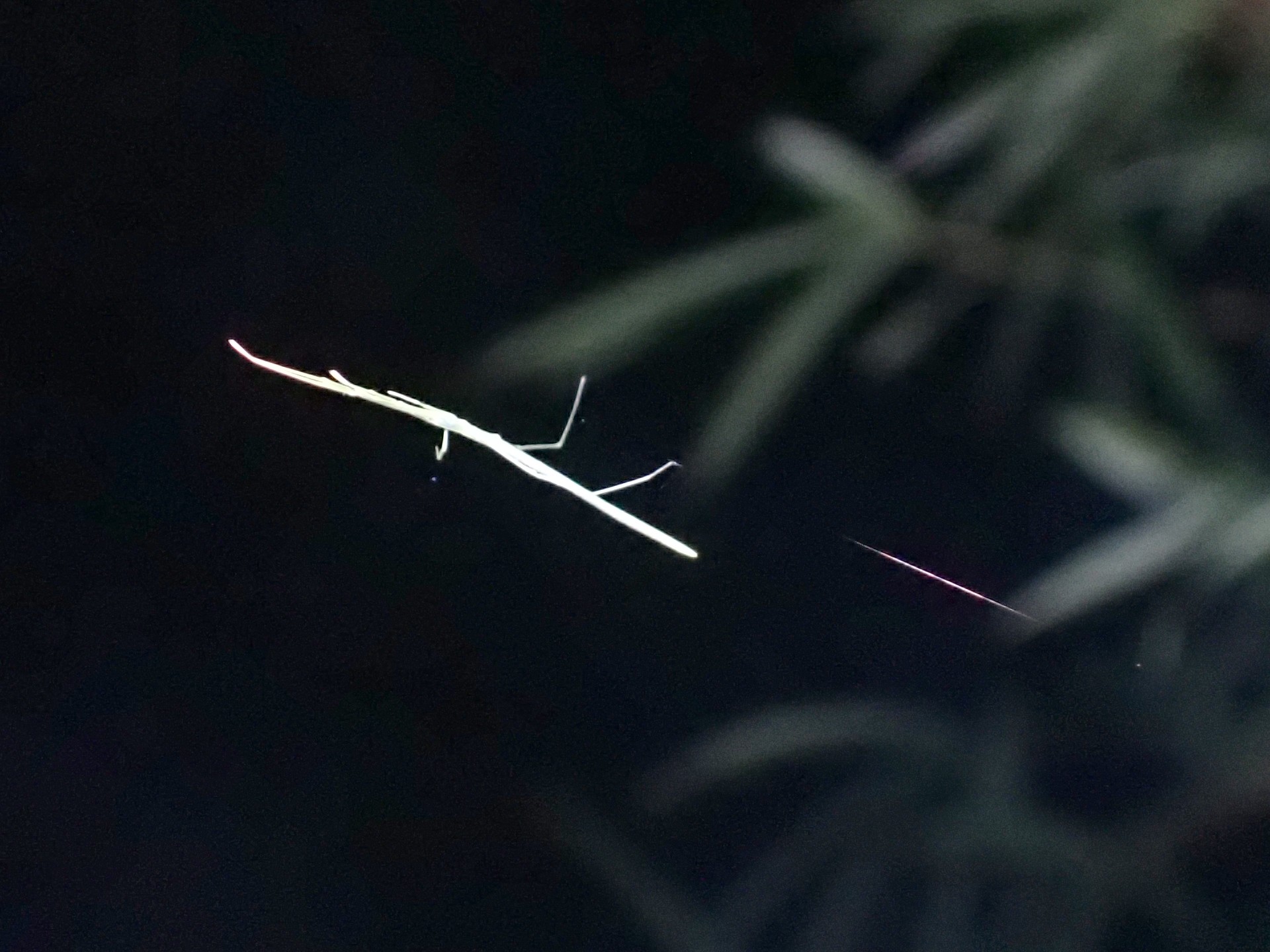 オナガグモ の高画質写真です。横浜市で、2024年8月11日に撮影したものです。