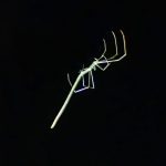 オナガグモ の高画質写真です。横浜市で、2024年8月11日に撮影したものです。