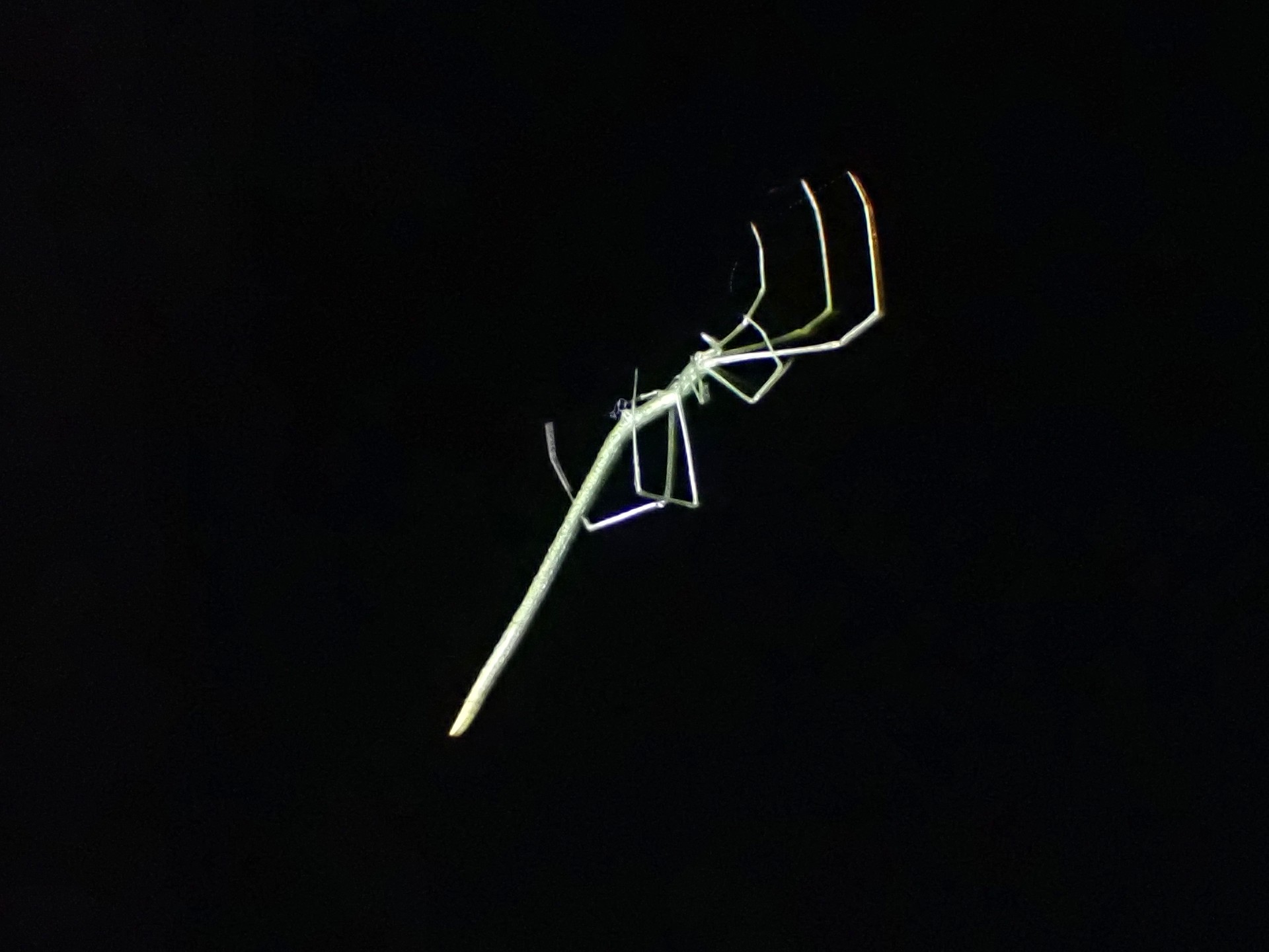 オナガグモ の高画質写真です。横浜市で、2024年8月11日に撮影したものです。