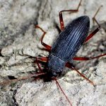 オオクチキムシ の高画質写真です。横浜市で、2024年8月2日に撮影したものです。