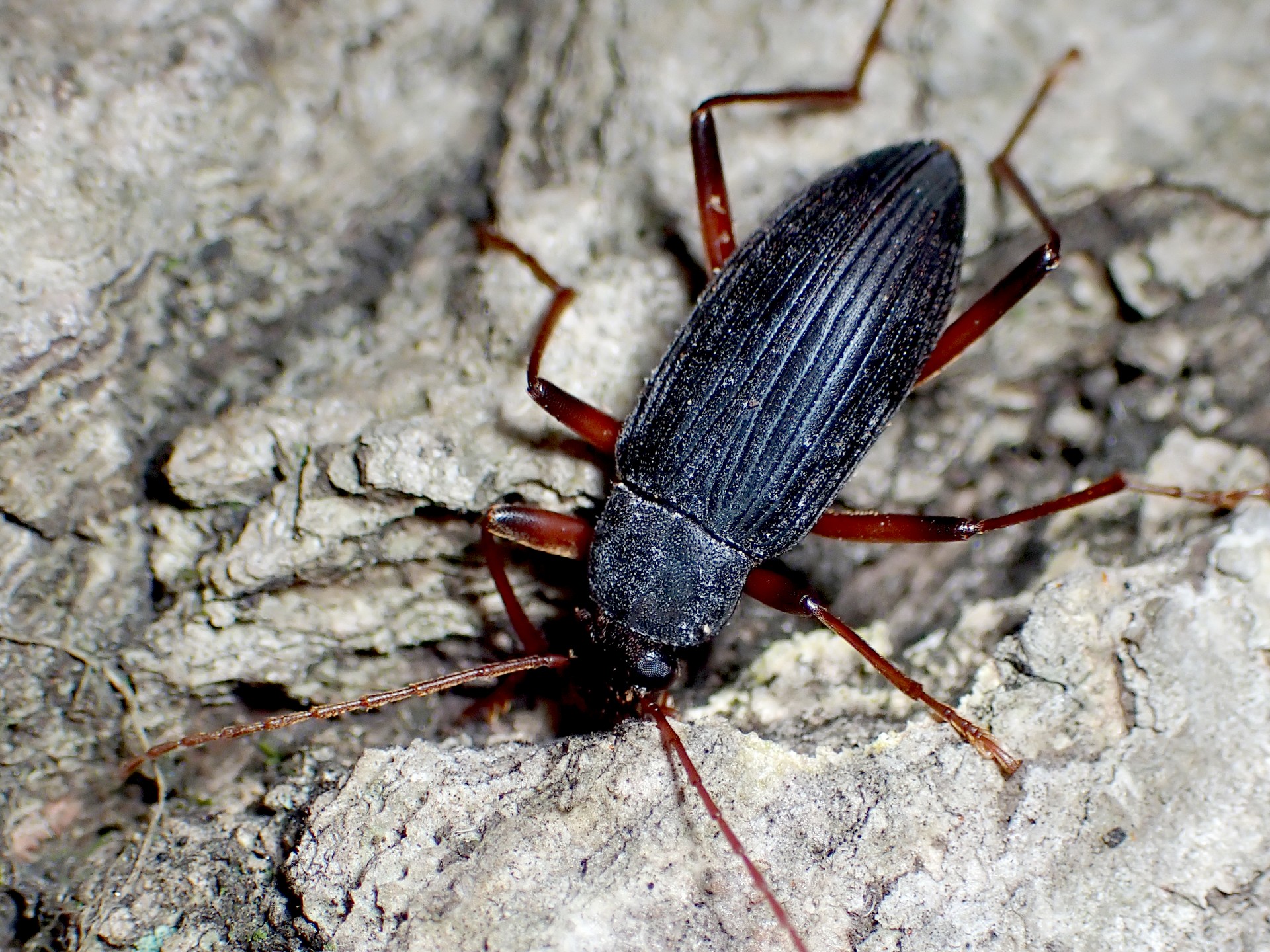 オオクチキムシ の高画質写真です。横浜市で、2024年8月2日に撮影したものです。