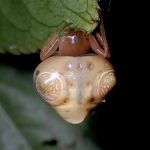 オオトリノフンダマシ の高画質写真です。横浜市で、2024年8月1日に撮影したものです。