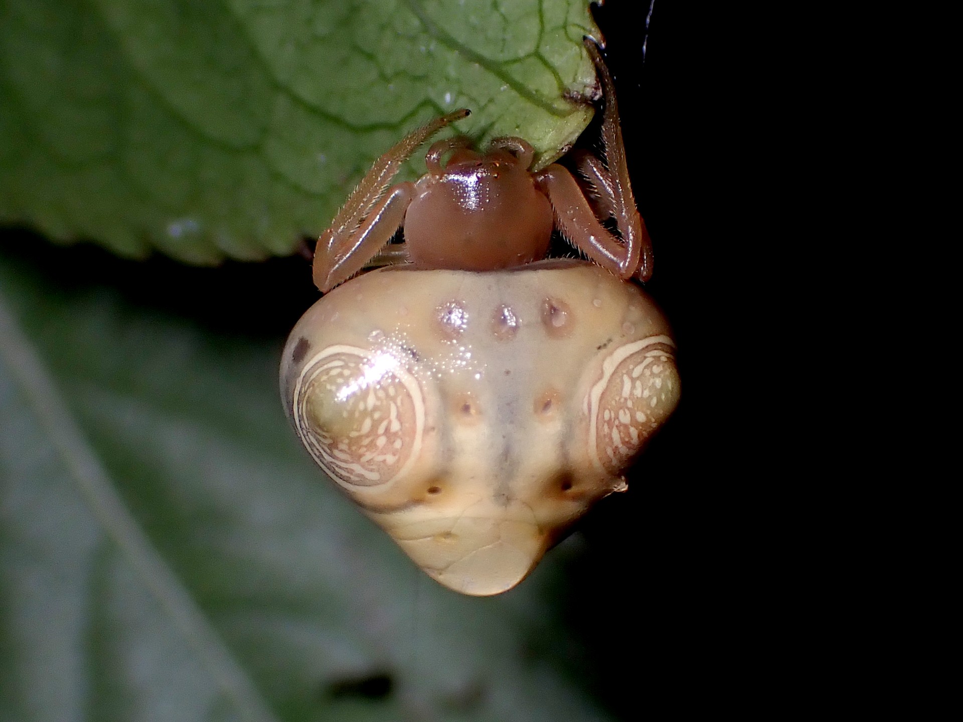 オオトリノフンダマシ の高画質写真です。横浜市で、2024年8月1日に撮影したものです。