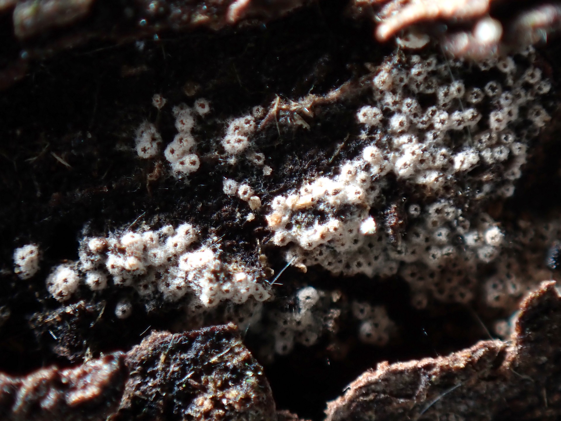 パイプタケの中間 の高画質写真です。横浜市で、2024年8月21日に撮影したものです。