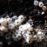 パイプタケの中間 の高画質写真です。横浜市で、2024年8月21日に撮影したものです。