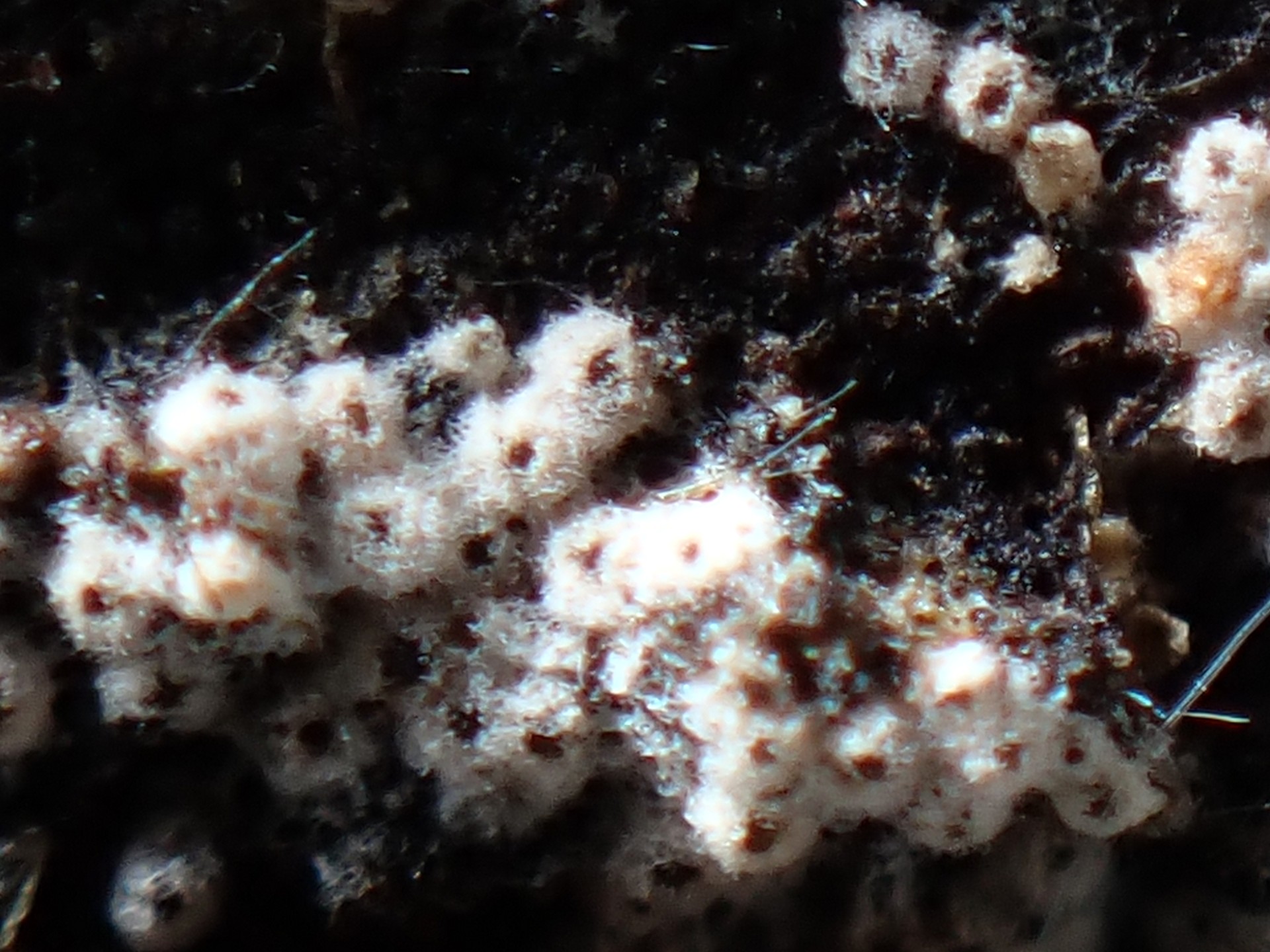 パイプタケの中間 の高画質写真です。横浜市で、2024年8月21日に撮影したものです。