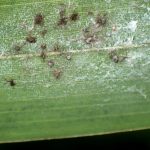 ササの葉についた アブラムシ の高画質写真です。横浜市で、2024年8月5日に撮影したものです。