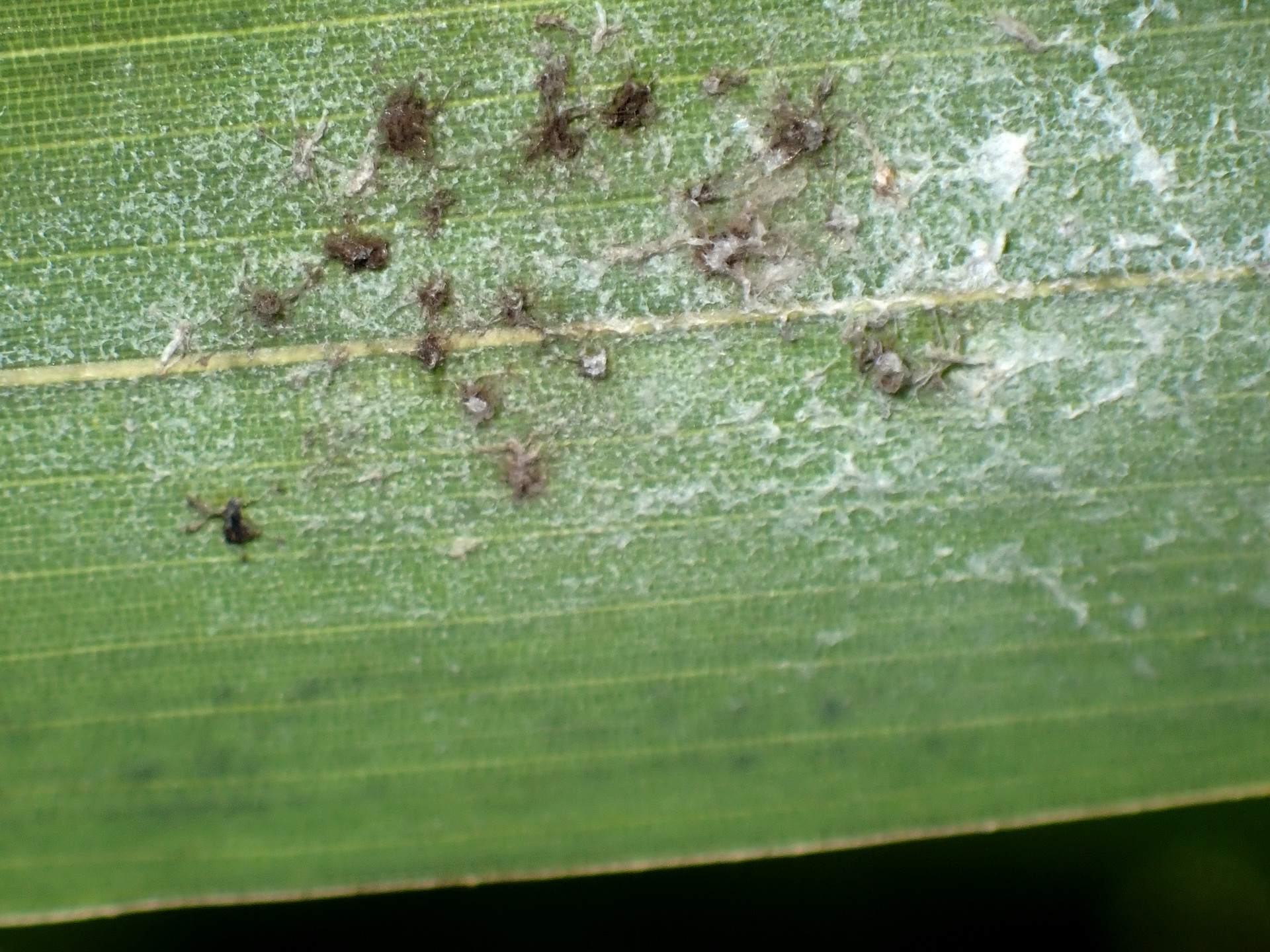 ササの葉についた アブラムシ の高画質写真です。横浜市で、2024年8月5日に撮影したものです。
