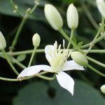 センニンソウ の高画質写真です。横浜市で、2024年8月31日に撮影したものです。