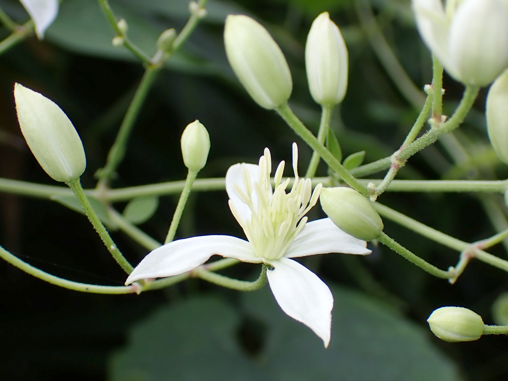 センニンソウ の高画質写真です。横浜市で、2024年8月31日に撮影したものです。