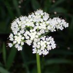 セリ の高画質写真です。横浜市で、2024年8月2日に撮影したものです。