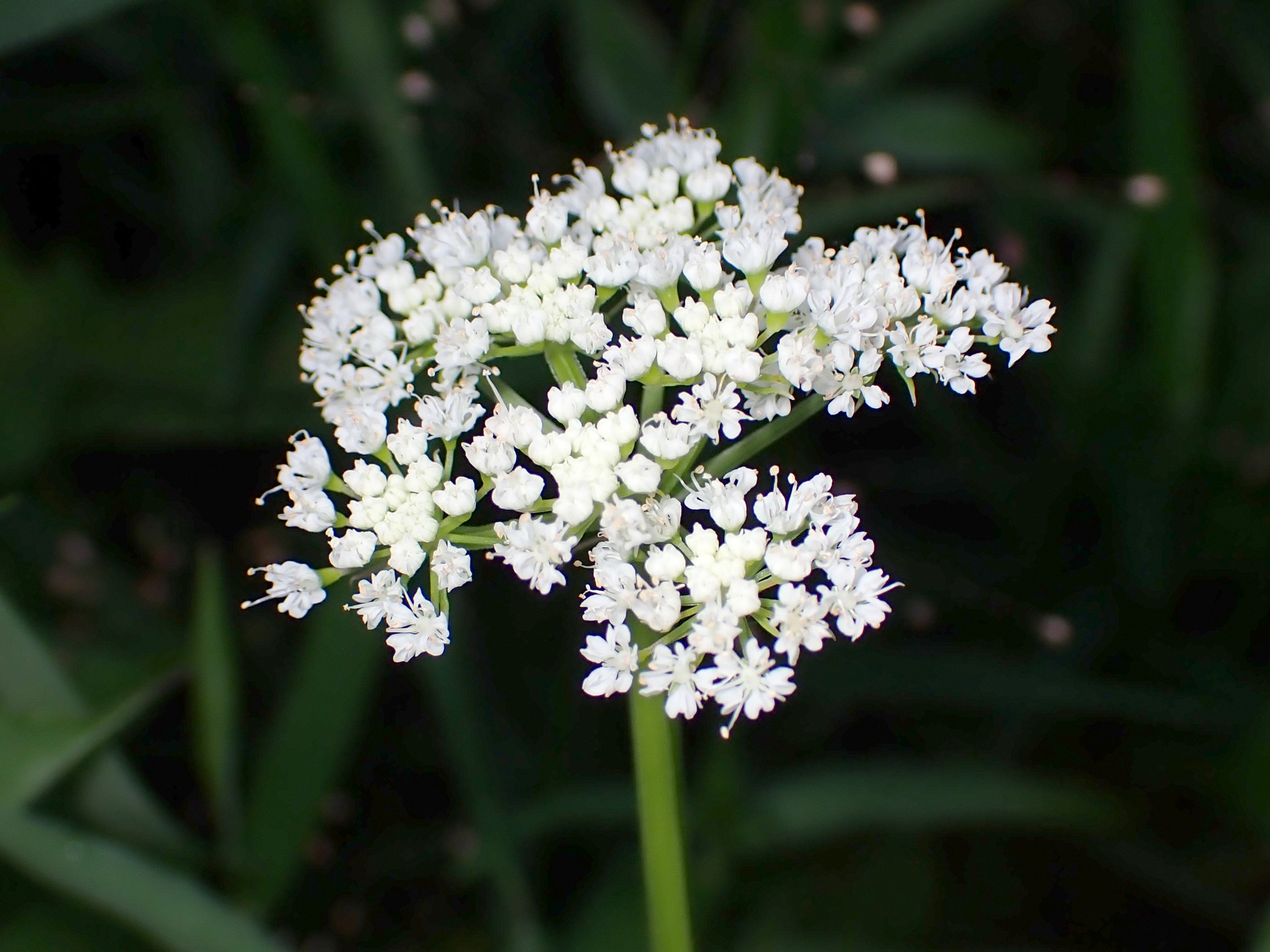 セリ の高画質写真です。横浜市で、2024年8月2日に撮影したものです。