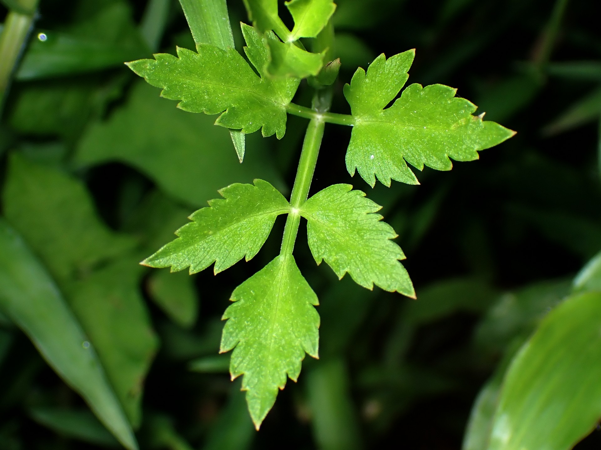 セリ の高画質写真です。横浜市で、2024年8月2日に撮影したものです。