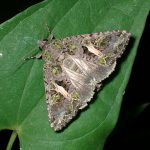 シロスジアオヨトウ の高画質写真です。横浜市で、2024年8月12日に撮影したものです。