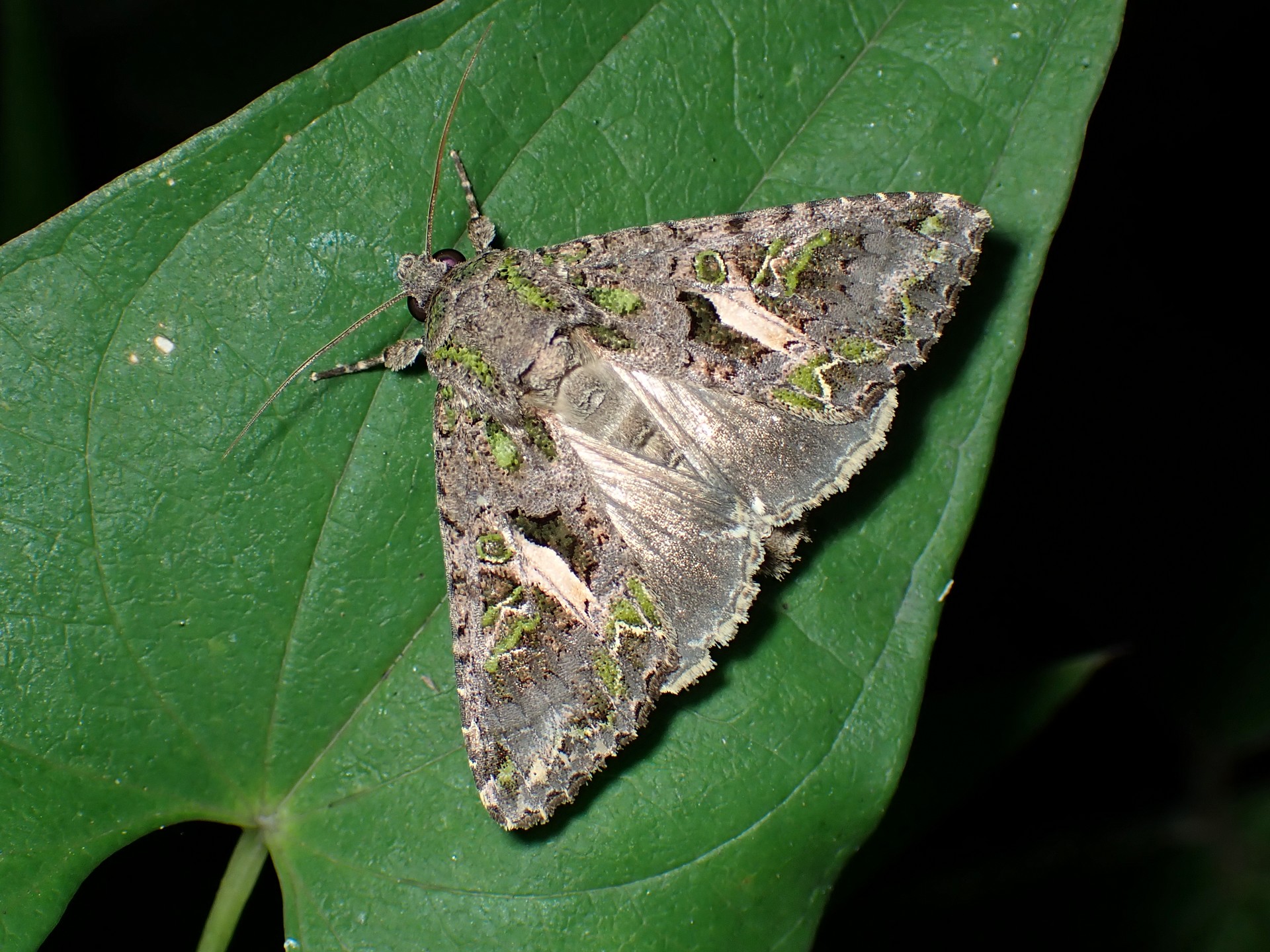 シロスジアオヨトウ の高画質写真です。横浜市で、2024年8月12日に撮影したものです。
