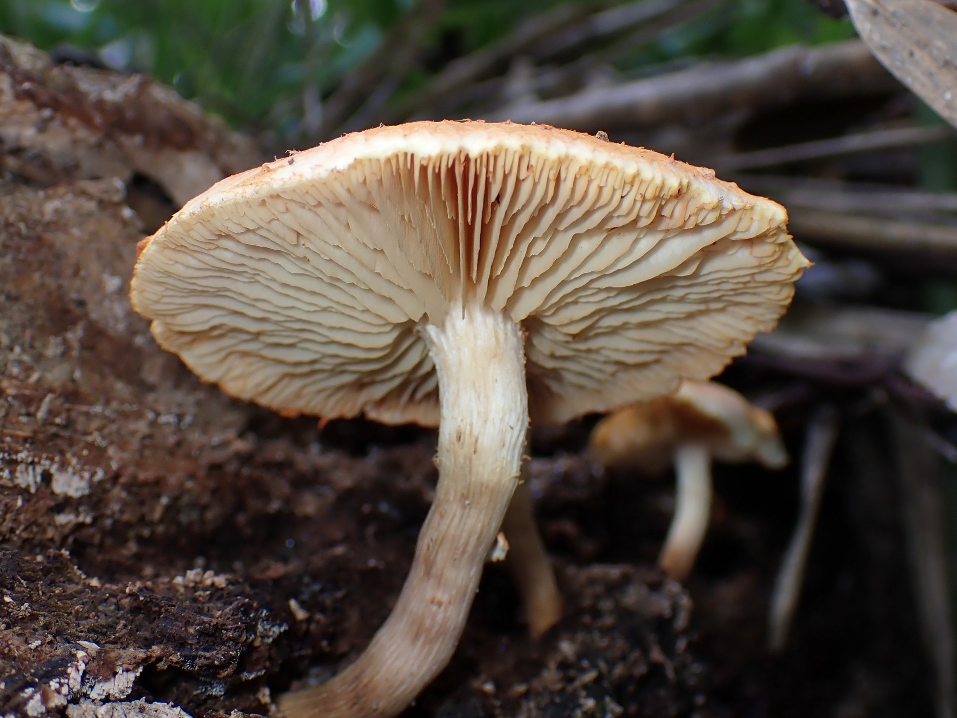 杉模様のきのこ の高画質写真です。横浜市で、2024年8月26日に撮影したものです。