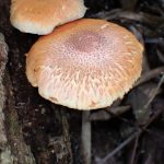 杉模様のきのこ の高画質写真です。横浜市で、2024年8月26日に撮影したものです。