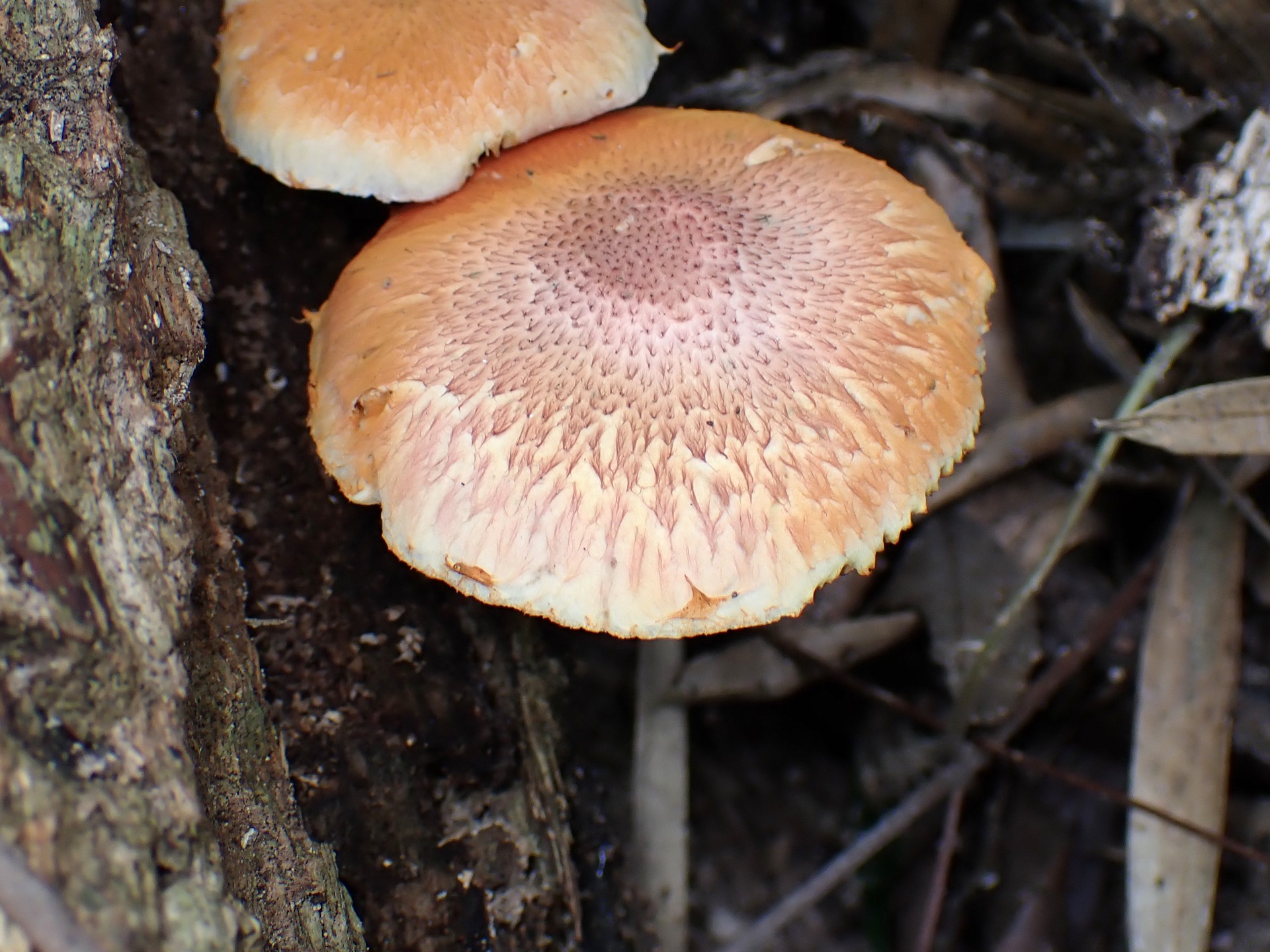 杉模様のきのこ の高画質写真です。横浜市で、2024年8月26日に撮影したものです。