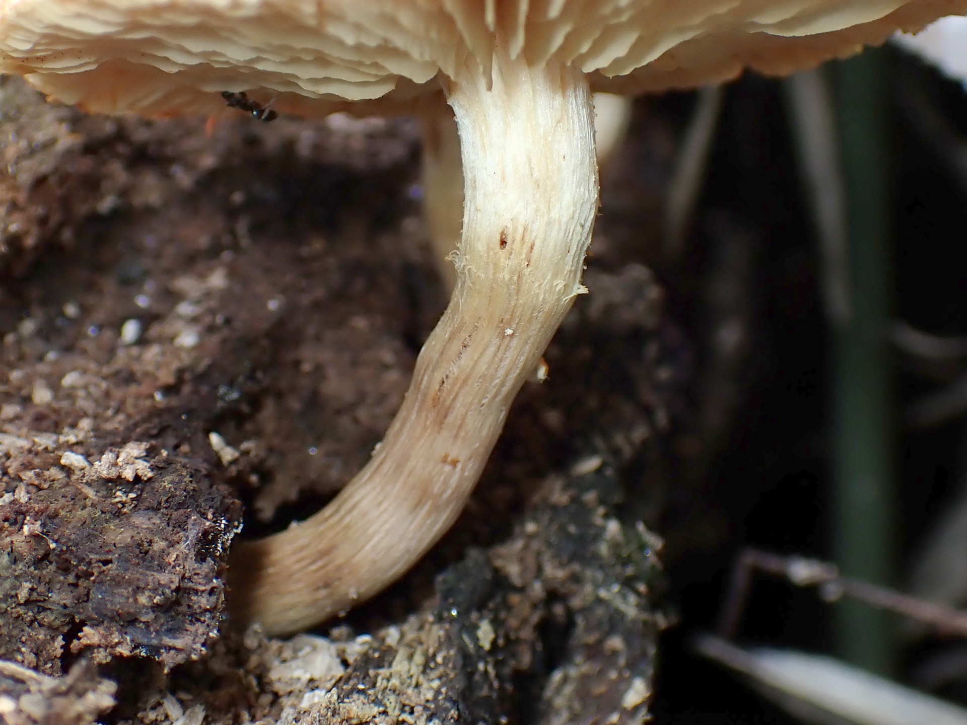 杉模様のきのこ の高画質写真です。横浜市で、2024年8月26日に撮影したものです。