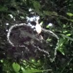 スズミグモと卵 の高画質写真です。横浜市で、2024年8月17日に撮影したものです。