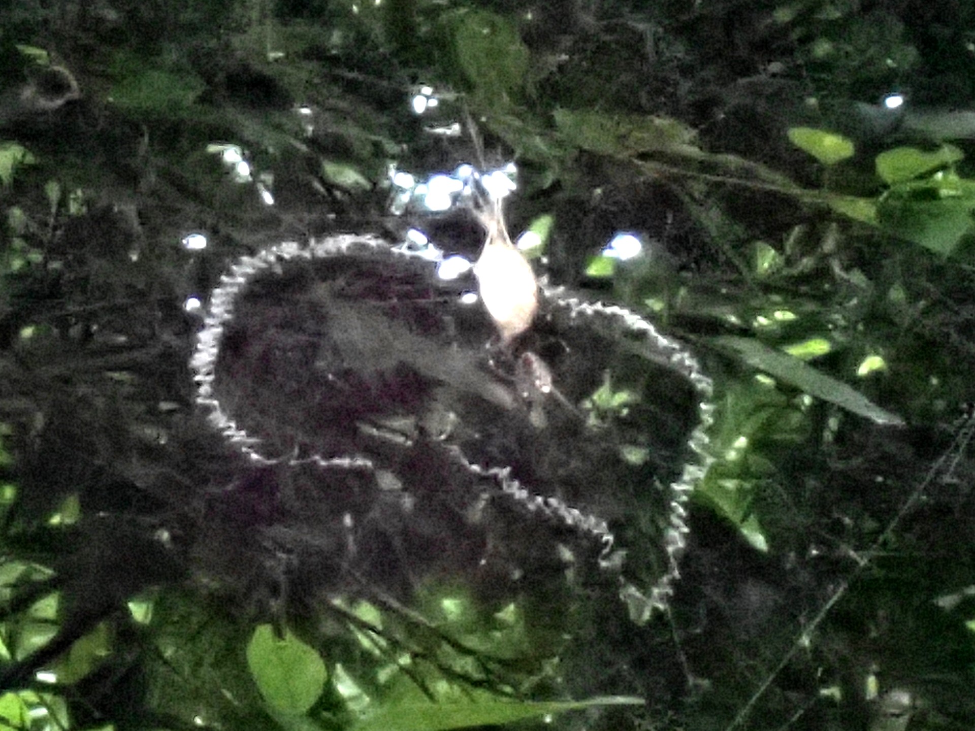 スズミグモと卵 の高画質写真です。横浜市で、2024年8月17日に撮影したものです。