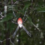 スズミグモの仲間 の高画質写真です。横浜市で、2024年8月5日に撮影したものです。