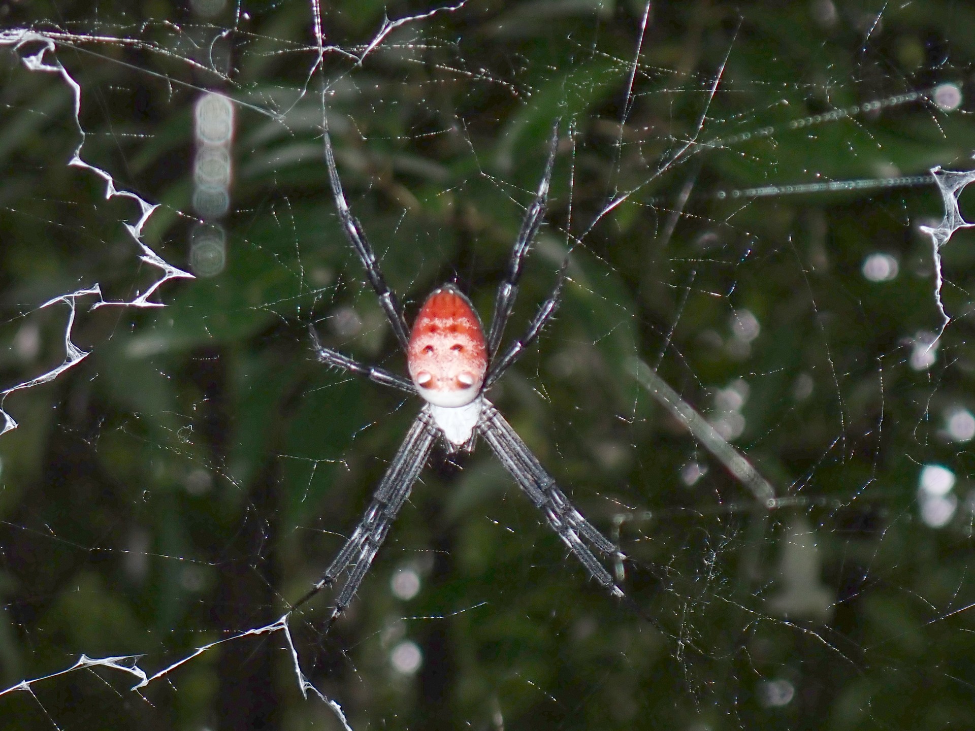 スズミグモの仲間 の高画質写真です。横浜市で、2024年8月5日に撮影したものです。