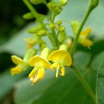 トキリマメ の高画質写真です。横浜市で、2024年8月5日に撮影したものです。