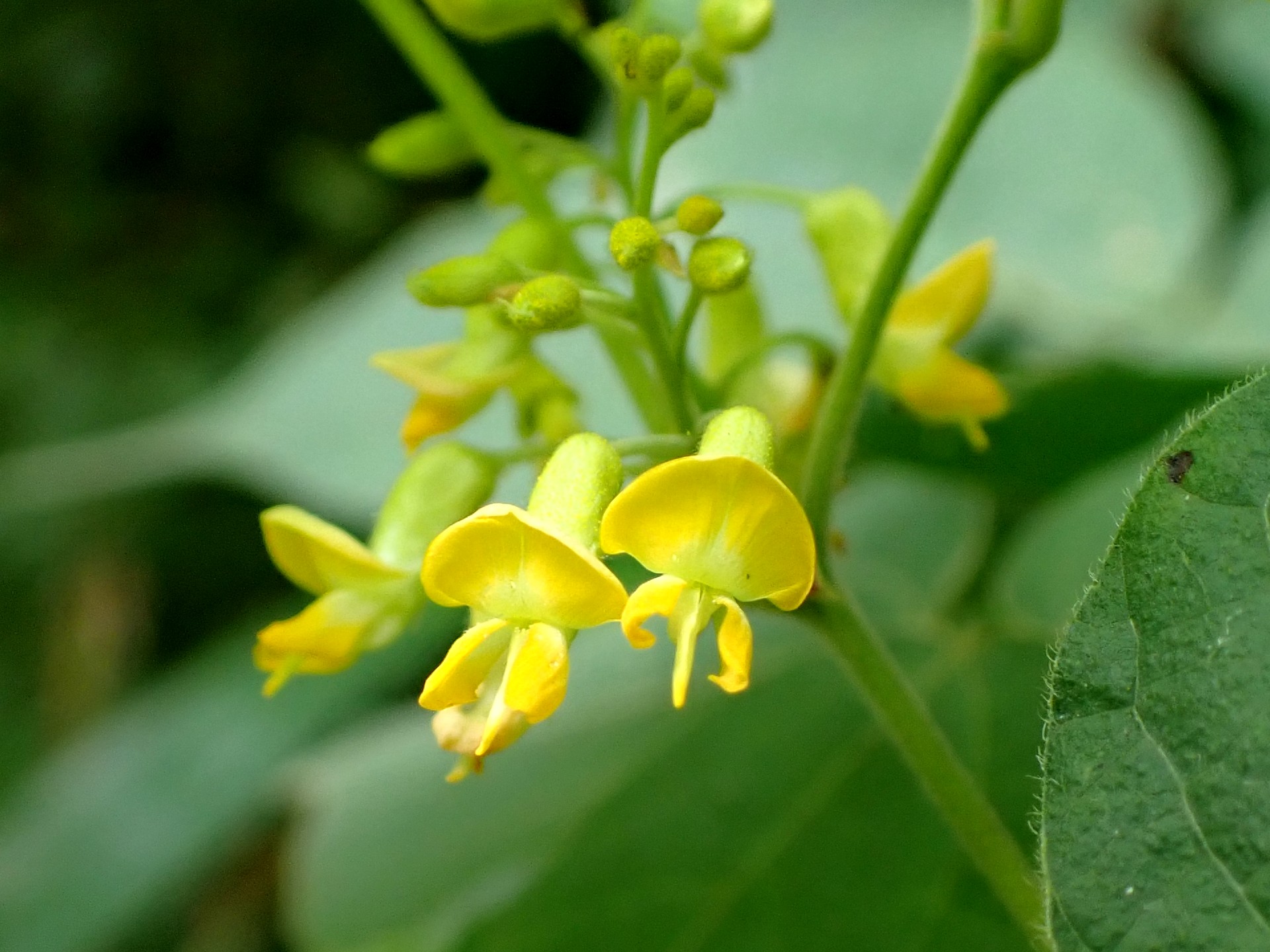 トキリマメ の高画質写真です。横浜市で、2024年8月5日に撮影したものです。