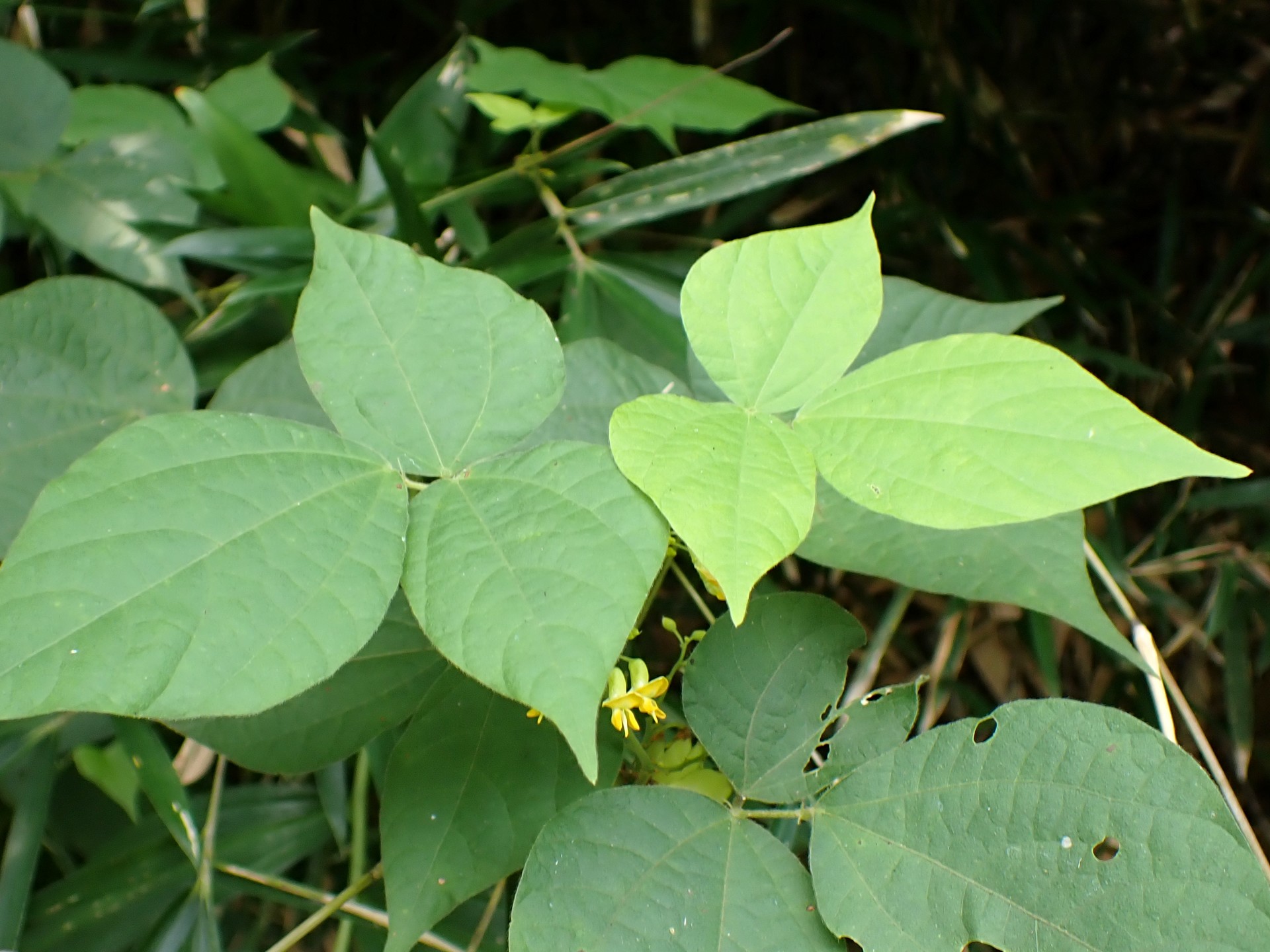 トキリマメ の高画質写真です。横浜市で、2024年8月5日に撮影したものです。