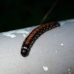 トサカフトメイガ の高画質写真です。横浜市で、2024年8月12日に撮影したものです。